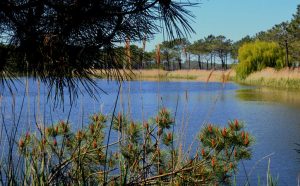 Lagoa de Pataias arvoredo em Alcobaça