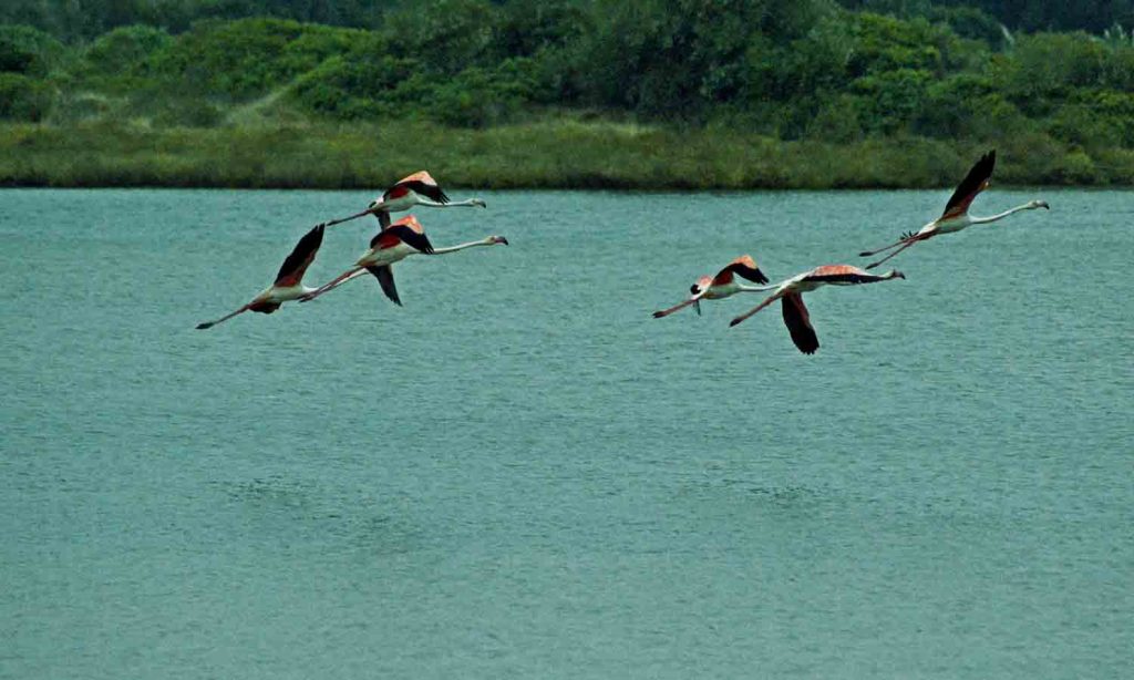 Birdwatching na Lagoa de Óbidos - GoAlcobaca Guia Turístico