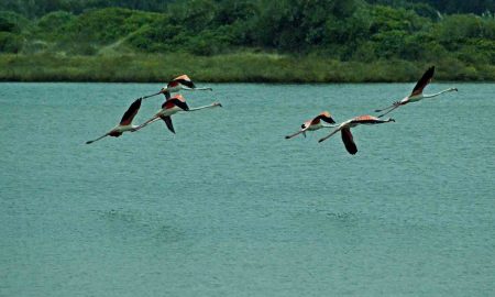Experiência de Birdwatching na Lagoa de Óbidos // GoAlcobaça o teu Guia Turístico Local