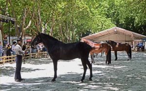 Feira do Cavalo Oeste Lusitano - GoAlcobaca Guia Turístico Local