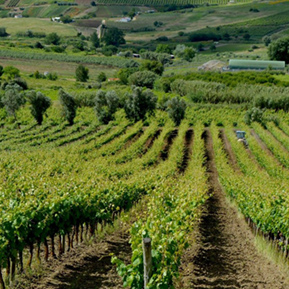 Wine glasses on the farm – Team Building Wine Tasting