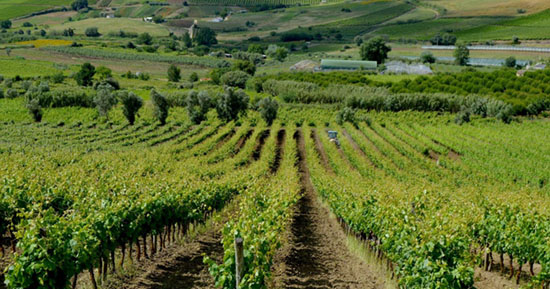 Vinho – Enologar por um dia
