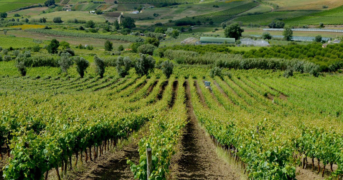 Prova de vinhos no team building Vinho – Enologar por um dia, região Oeste